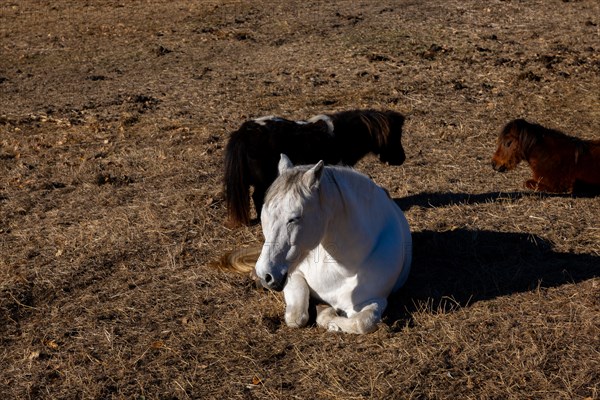 White Horse Lying Down and Sleeping with Eyes Closed and Two Brown Ponies in a Sunny Day in Switzerland