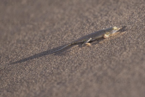 Shovel-nosed lizard