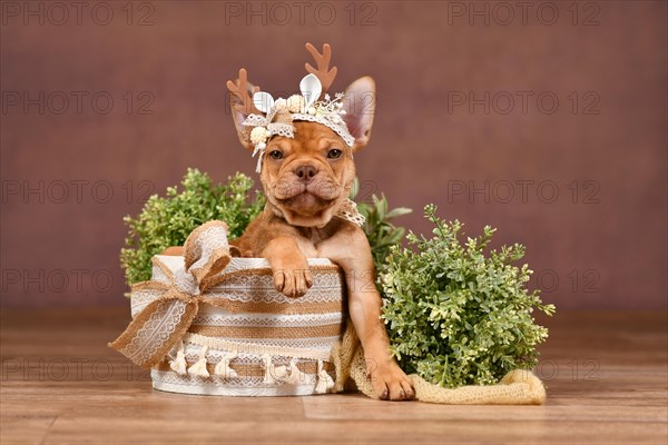 Cute Mokka Sable Maskless French Bulldog puppy with reindeer antlers in box in front of brown background with boho style decoration