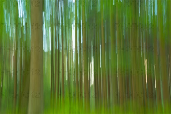 Mixed forest in spring abstract