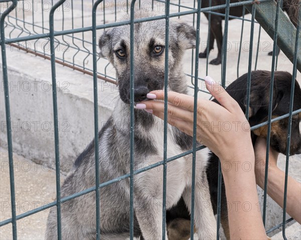 Cute dogs fence waiting be adopted