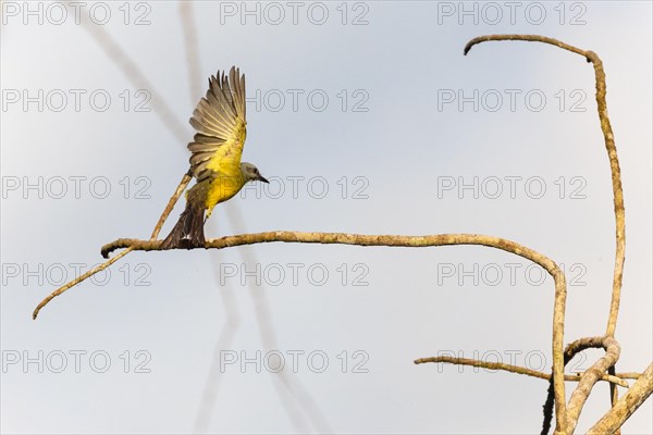 Tropical kingbird