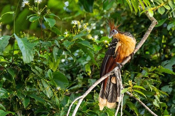 Hoatzin