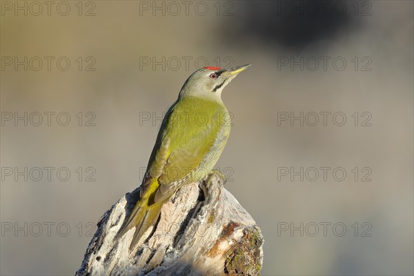 Grey-headed woodpecker