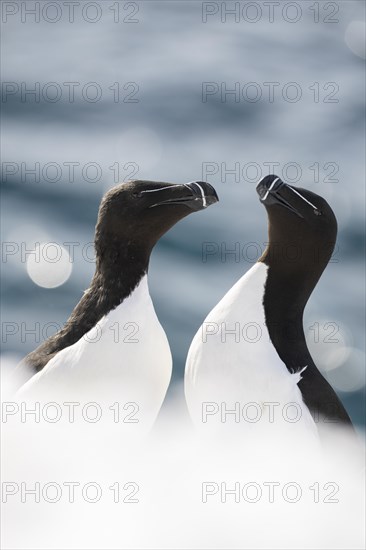 Two razorbills