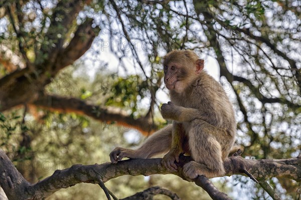 Barbary macaque