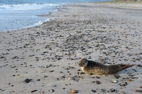 Seal on the beach