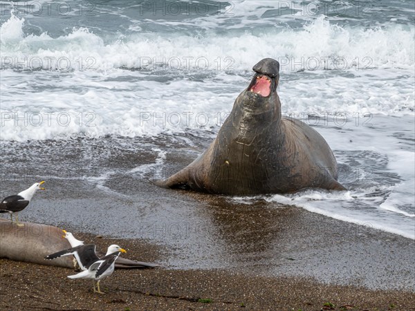 Southern elephant seal