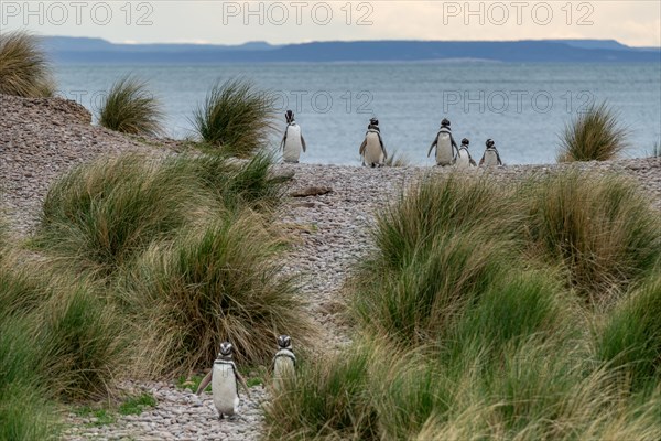 Magellanic penguin