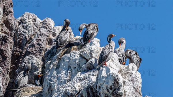 Red legged cormorants