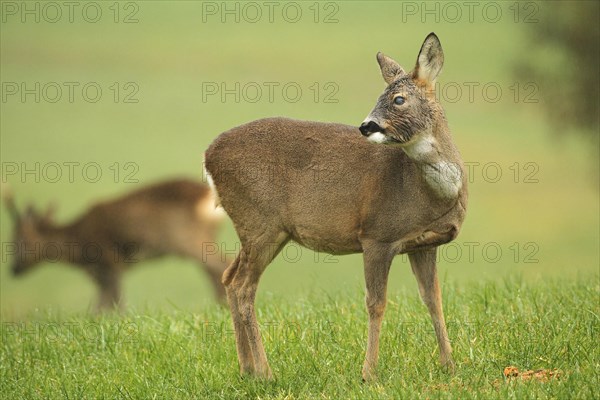 European roe deer