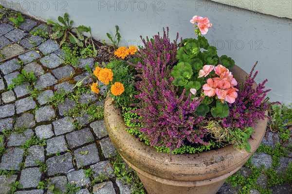 Clay bowl with geraniums