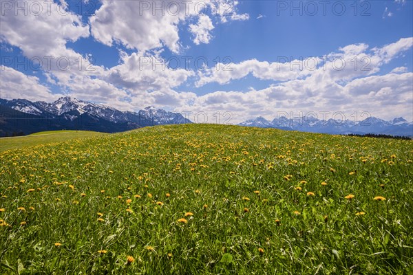 Blooming common dandelion