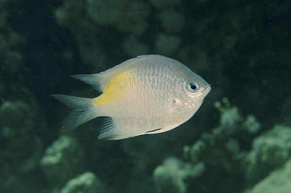 Yellow-sided damselfish