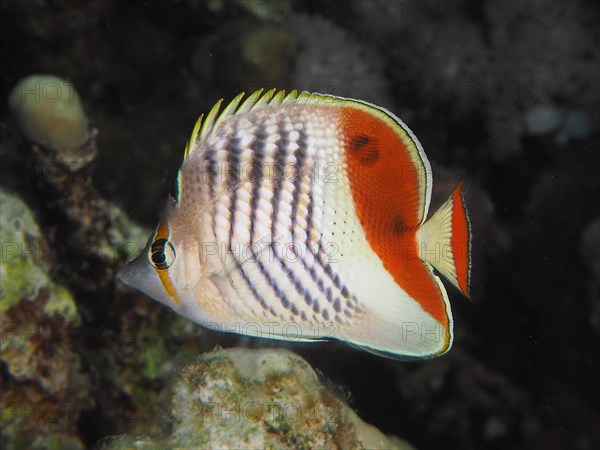 Eritrean butterflyfish