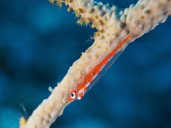 Dwarf pygmy goby