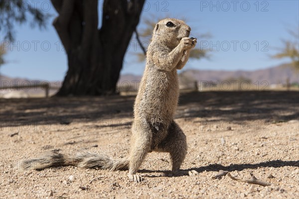 Mountain ground squirrel