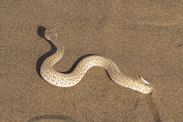 Dwarf puff adder