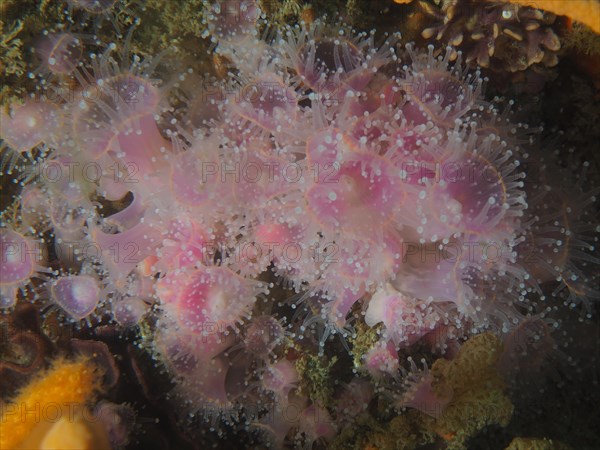 Strawberry anemone