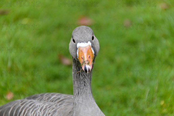 Greylag goose