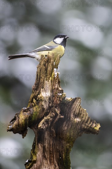 Great Tit