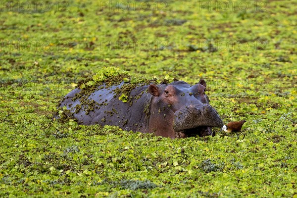 Hippopotamus