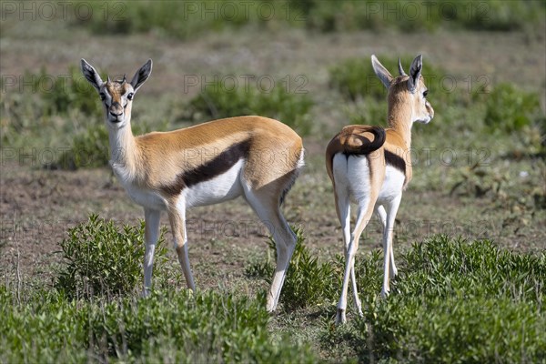 Serengeti thomson's gazelle