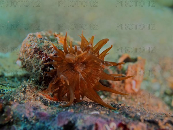 Sargasso anemone