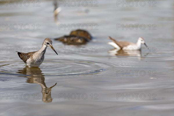 Spotted yellowlegs