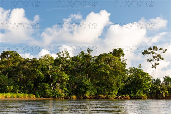 Tropical rainforest on the riverbank