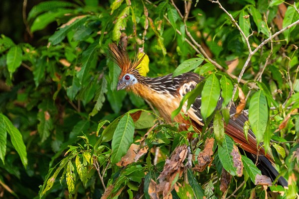 Hoatzin