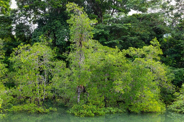 Mangrove forest