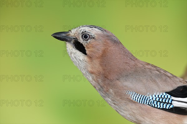 Eurasian jay