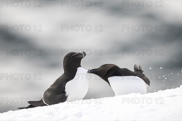 Two razorbills