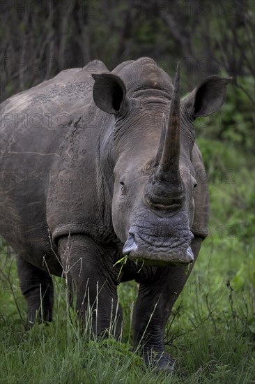 White rhinoceros