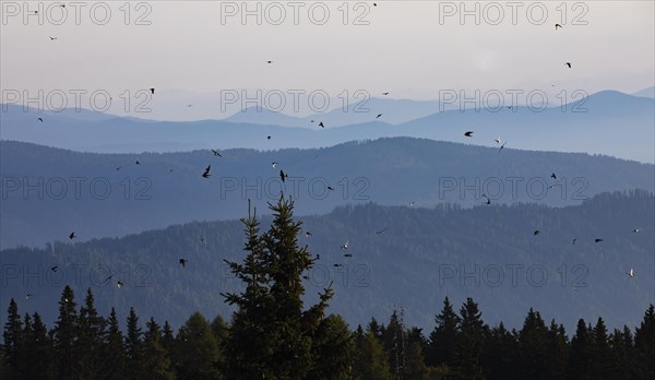 Swarm of swallows high above the mountains with a view of the Klagenfurt basin and the Karawanken