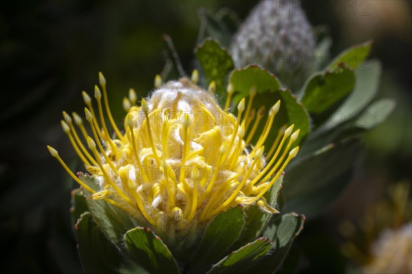 Pincushion sugarbush