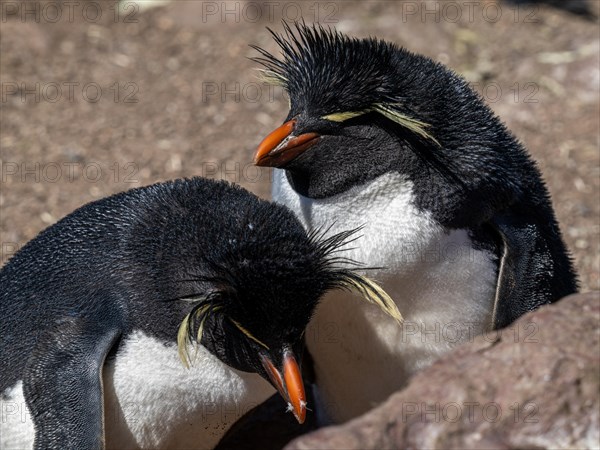 Southern rockhopper penguin