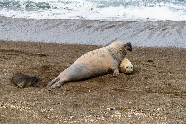 Southern elephant seals