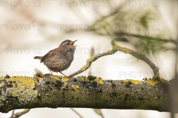 Eurasian wren