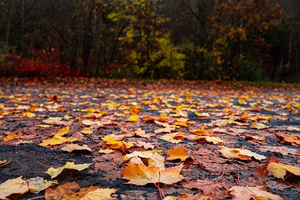 Yellow maple