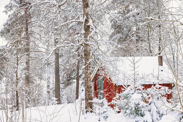 Red little cabin in a forest with snow and frost on a cold winter day