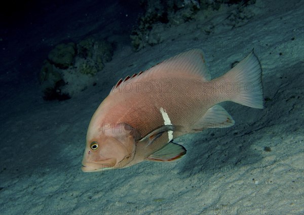 Redmouth grouper