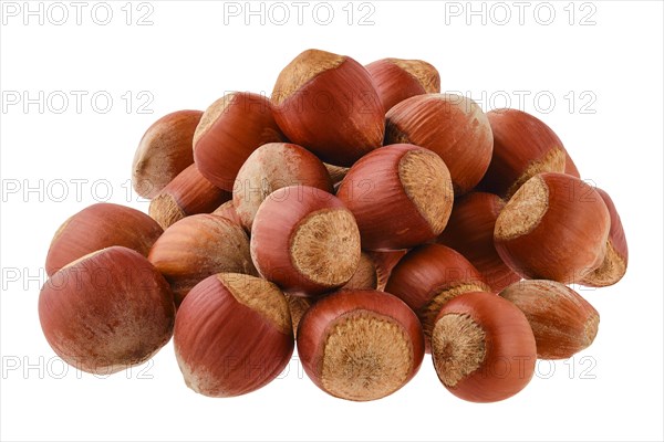 Heap of unpeeled hazelnut in a shell isolated on white background