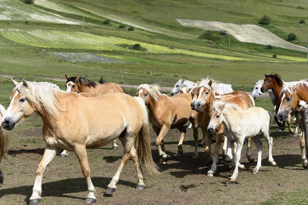 Haflinger horses and others