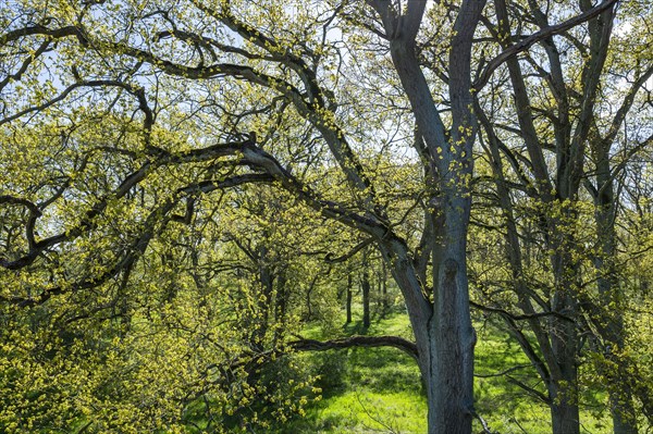 English oaks