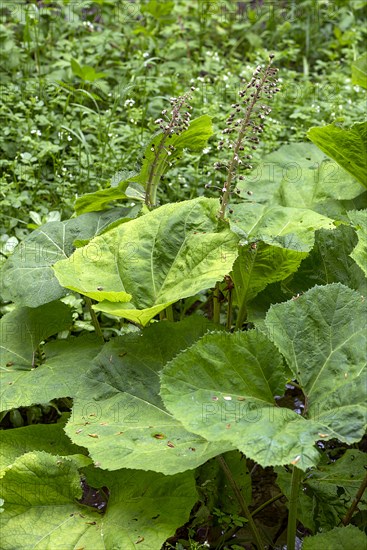 Flowering common butterbur