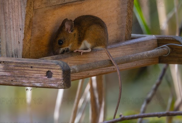 Yellow-necked mouse