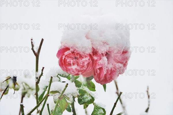 First snow