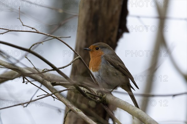 European robin